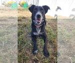 Small Photo #2 Border Collie-Unknown Mix Puppy For Sale in Evansville, IN, USA