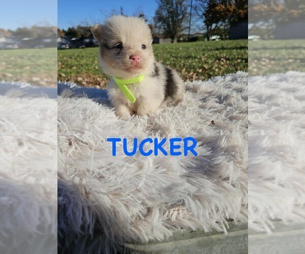 Medium Photo #4 American Corgi Puppy For Sale in WINCHESTER, OH, USA