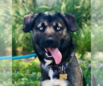 Small Australian Shepherd-Huskies  Mix