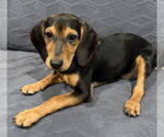 Small #3 Mutt