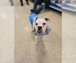 Small #2 Boxer Mix
