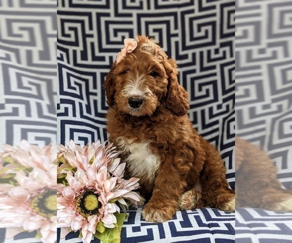 Medium Photo #5 Irish Setter-Poodle (Miniature) Mix Puppy For Sale in BIRD IN HAND, PA, USA