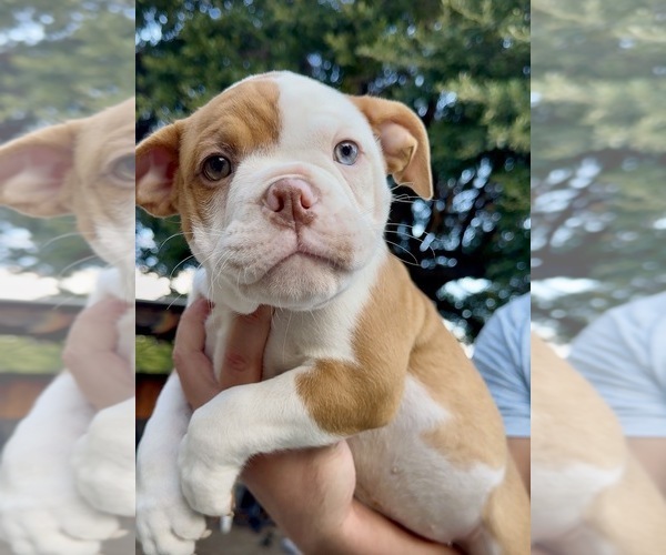Medium Photo #6 Olde English Bulldogge Puppy For Sale in FORT WORTH, TX, USA