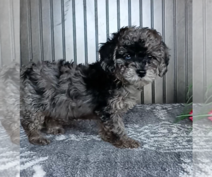 Poodle (Miniature) Puppy for sale in FREDERICKSBURG, OH, USA