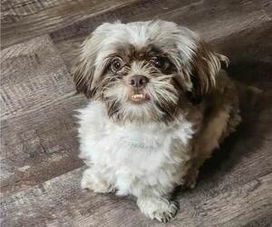 Father of the Cavachon-Shih Tzu Mix puppies born on 04/04/2025