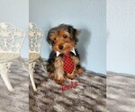 Small Photo #9 Yorkshire Terrier Puppy For Sale in SACRAMENTO, CA, USA