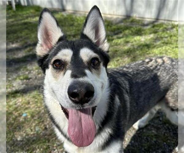 Medium Photo #1 Siberian Husky-Unknown Mix Puppy For Sale in Anchorage, AK, USA