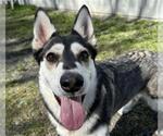 Small Siberian Husky Mix
