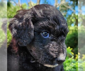 F2 Aussiedoodle Puppy for sale in COLUMBIA, TN, USA