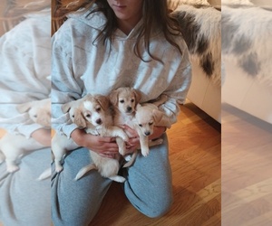 Jack Chi Puppy for sale in RENTON, WA, USA