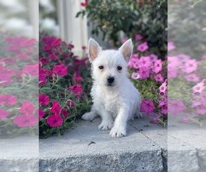 West Highland White Terrier Puppy for sale in CANOGA, NY, USA