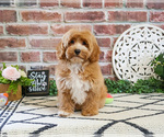 Small #2 Cavapoo (Miniature)