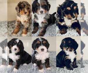 Miniature Bernedoodle Puppy for sale in RICHMOND, IL, USA