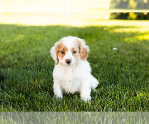 Cock-A-Poo-Poodle (Miniature) Mix Puppy for sale in SHIPSHEWANA, IN, USA