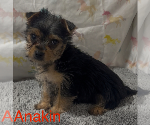 Medium Photo #2 Yorkshire Terrier Puppy For Sale in AZLE, TX, USA