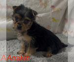 Small #1 Yorkshire Terrier