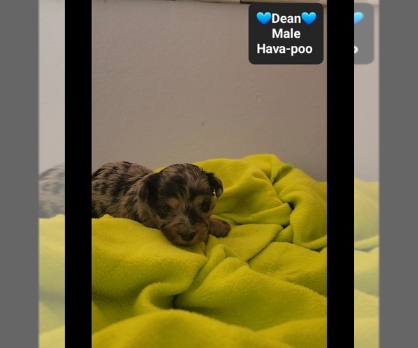 Medium Photo #3 Havapoo Puppy For Sale in TUCSON, AZ, USA