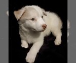 Puppy Puppy 6 Alaskan Husky-American Pit Bull Terrier Mix