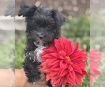 Image preview for Ad Listing. Nickname: Zoey