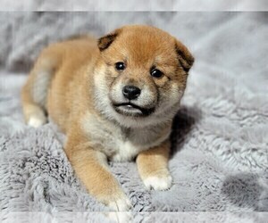 Shiba Inu Puppy for Sale in SOMERSWORTH, New Hampshire USA