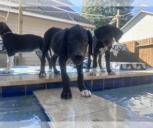 Great Dane Puppy for sale in WILLIS, TX, USA