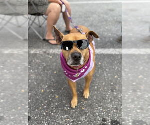 American Pit Bull Terrier-American Staffordshire Terrier Mix Dogs for adoption in Shermans Dale, PA, USA