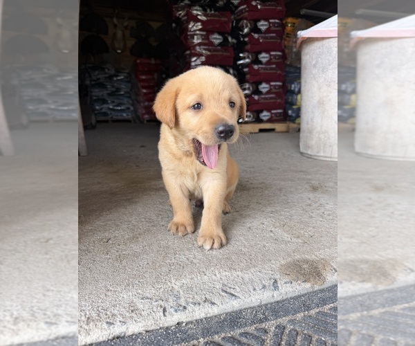 Medium Photo #6 Labrador Retriever Puppy For Sale in GREENVILLE, NC, USA
