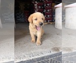 Small #5 Labrador Retriever