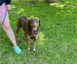 Small #3 Labrador Retriever