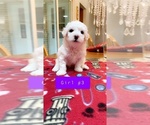 Small Photo #6 Bichon Frise Puppy For Sale in RACINE, WI, USA