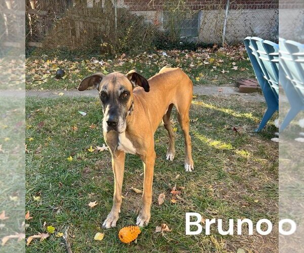 Medium Photo #13 Great Dane Puppy For Sale in Bullard, TX, USA