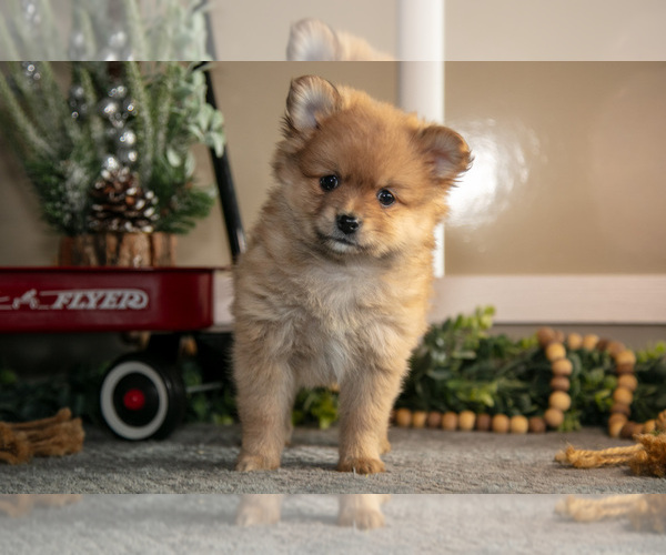 Medium Photo #1 Pomeranian Puppy For Sale in NAPPANEE, IN, USA