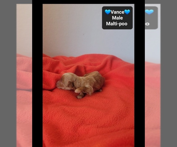 Medium Photo #2 Maltipoo (Toy) Puppy For Sale in TUCSON, AZ, USA