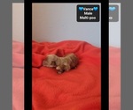 Small #1 Maltipoo (Toy)