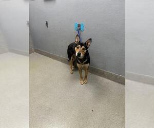 German Shepherd Dog-Unknown Mix Dogs for adoption in Las Vegas, NV, USA