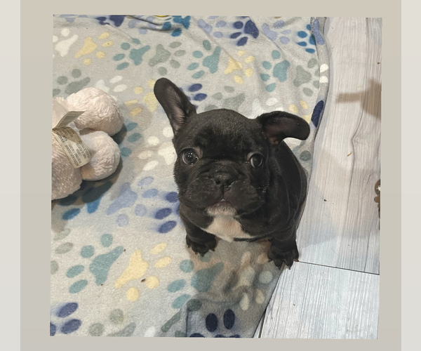 Medium Photo #1 French Bulldog Puppy For Sale in OXNARD, CA, USA