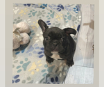 Small Photo #1 French Bulldog Puppy For Sale in OXNARD, CA, USA
