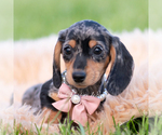 Puppy Daisy AKC Dachshund