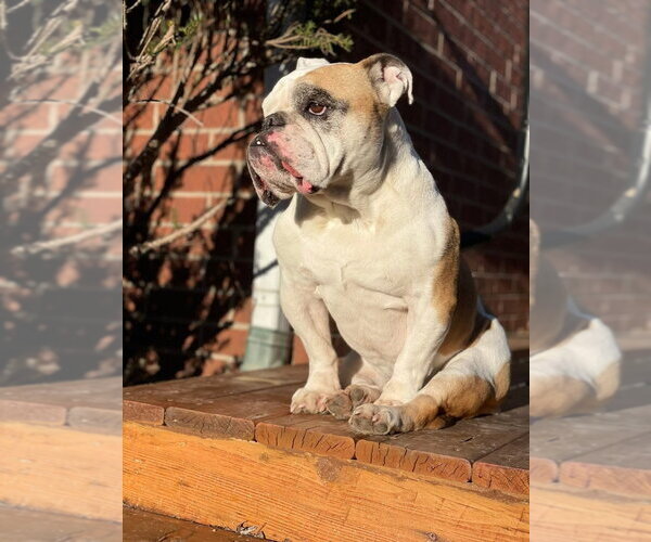 Medium Photo #4 Bulldog Puppy For Sale in Brights Grove, Ontario, Canada