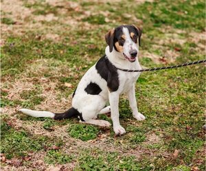 Mutt Dogs for adoption in Sparta, TN, USA