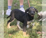 Small Photo #2 Mutt Puppy For Sale in Yardley, PA, USA