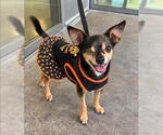 LEFTY - Female Chihuahua Dog for Adoption - Small photo
