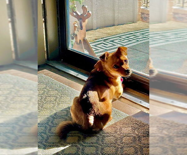 Medium Photo #2 Chug Puppy For Sale in Aurora, CO, USA