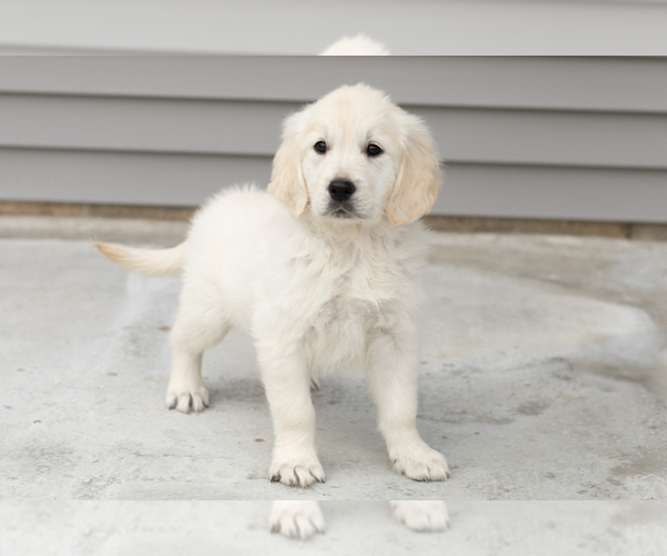 Medium Photo #3 English Cream Golden Retriever Puppy For Sale in WOLCOTTVILLE, IN, USA
