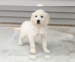 Small #2 English Cream Golden Retriever