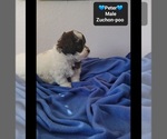 Small #2 Poodle (Toy)-Zuchon Mix