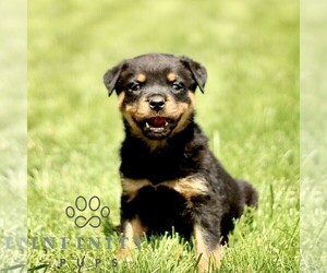 Rottweiler Puppy for sale in CHRISTIANA, PA, USA