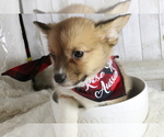 Small Photo #3 Aussie-Corgi Puppy For Sale in STAFFORD, VA, USA