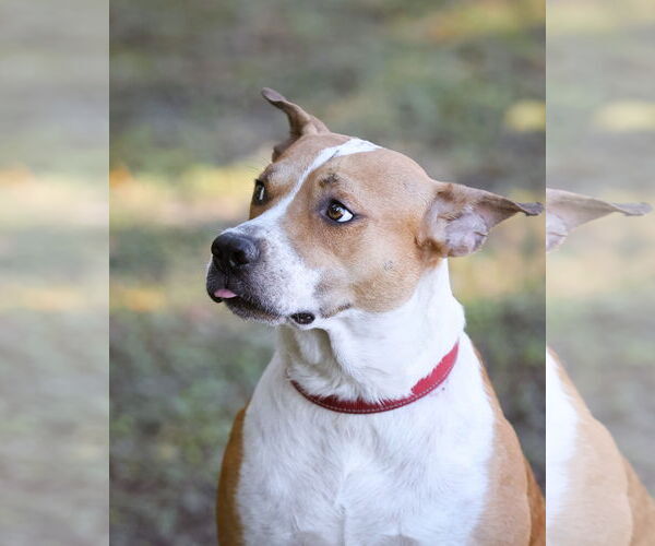 Medium Photo #3 Mutt Puppy For Sale in  Gainesville, FL, USA