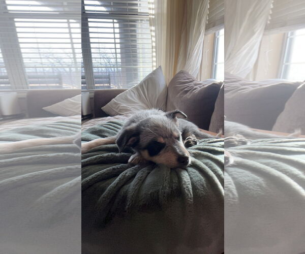 Medium Photo #5 Mutt Puppy For Sale in Sandy, UT, USA